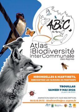 Animation Nature – Hirondelles et Martinets